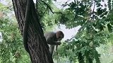 猴子爱爬树。