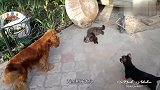 两只狗子要赶走流浪猫,猫咪一张嘴俩狗子的反应太让人瞧不起了