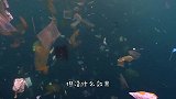 奄奄一息的海龟！嘴里塞满黄色“海带”，渔民往外一拉瞬间泪目！