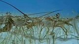 龙虾排队搬迁，遭到鳞鯙袭击