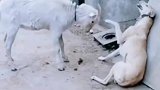 牧羊犬有点丢人，被羊给顶翻了！