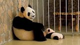 熊猫第一次当妈，整日“生无可恋”的表情，熊猫救救我吧！