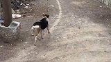 我家狗子这是怎么了