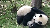 大熊猫绩笑安静的时候还是挺可爱的,只要成风一过来就开始打架