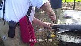 这鱼鱼鳞比盔甲还硬，厨师花一个小时处理完，切开才发现太直了！