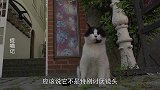 猫咪：看我自信的表情，就知道我是当模特的料