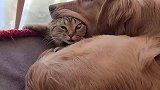 猫咪被狗狗咬住了头部，猫咪的表情亮了