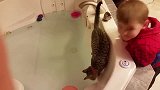 家有萌猫，猫咪到底是一种怎样的存在，逗比猫咪大集锦