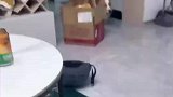 柯基与主人在客厅玩耍，踩烂纸箱后的表情亮了