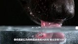 你以为狗是舔着喝水的吗？镜头放慢50倍，才发现自己一直都错了