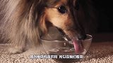 你以为狗是舔着喝水的吗？镜头放慢50倍，才发现自己一直都错了