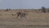 肯尼亚猎豹家族，在草原上疾驰，发现了鬣狗的老巢