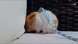 仓鼠：主人你这破绳是套不住我的，信不信我分分钟咬断