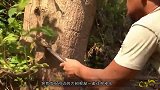 男子发现大树根部往外渗水，用斧子劈开一看，瞬间乐坏了！