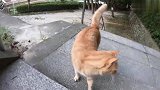 公园遇上这么一只流浪猫，凑过来撒娇摸摸，想抱回家么