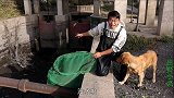 水渠涝水后留下个大水坑，小伙用网捕到两条大货，金毛大喊是大补