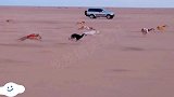 中东土豪钟爱的赛犬，狗狗们一个比一个快，速度出乎意料