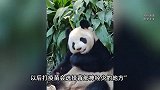 动物园被曝打疫苗弄瘸熊猫“九九”，只能一瘸一拐走路，园方回应