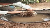 孩子刚抓到的刺猬，还用水盆给刺猬洗澡，也不怕扎手