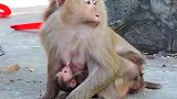 实拍：小猴子实在太饿了