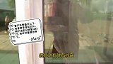 狗子独自在家，不走寻常路，从窗户跳出去玩耍，挨训还特开心