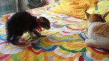 新来的小猫见到家里老猫，瞬间变得像只刺猬