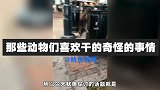 那些动物们喜欢干的奇怪的事情，猫咪晚上会企图谋杀主人