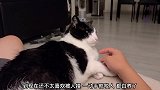 猫咪不让人碰它，还喜欢咬人，这只猫咪是不是白养了