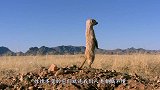 猫鼬全体出动围攻疣猪，疣猪看到后却直接躺地上，任由猫鼬作践！