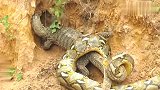 大蟒蛇：科莫多龙与蟒蛇相遇，俩个冷血动物，掀起一场生死对决！