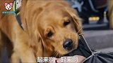 主人车祸上了救护车，医生不让金毛上去，金毛追着车跑，太感人了