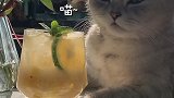 猫王：菠萝的隐藏吃法，冬天你们喜欢喝热饮还是冷饮会做饭的猫