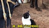 猫这牛奶也太浪费了