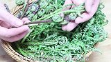 碰到这个野菜别手软，营养是普通蔬菜的10几倍，卖的比肉还贵！