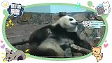 大熊猫的迷惑日常：快来看看我是怎么“碰瓷”的