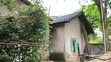 二哥家母猪下了一窝小猪仔，母猪没有奶，二哥亲自给猪宝宝喂奶