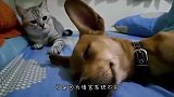 狗狗向猫咪示好，反被误解成挑衅，猫咪喊来同伴群殴狗子