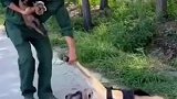 警犬看到教官抱小狗狗吃醋，躺地上撒娇不起来