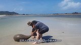 海边浮现巨大黑影，引来众人围观，小伙大胆上前却被吓得够呛！