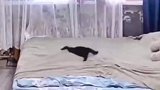 小猫拆家，猫妈善后监控下的一幕