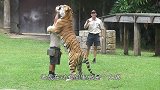 动物园兽医给老虎抽血，像哄孩子一样，听话就喂一口，比猫咪还乖