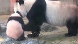 听到饲养员喊“下班啦”，大熊猫竟拉下闸门谢客，不是人扮演的