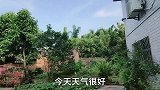 屋头有个马峰窝，直接用火烧掉