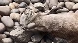 高能水獭玩石头