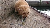 两只小流浪猫吃新鲜鱼，却被鱼给吓退了，手足无措的模样太逗了