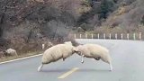 游客停车观战，蹲一个胜负