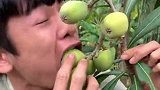 北方的孩子，来到南方看到水果，咬下去的那刻尴尬了！