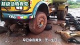 一道“惊雷”击中汽车，几十只山羊当场被震死，太惊险