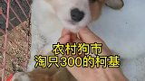 农村狗市300能淘到吗柯基