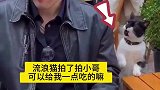 善良不分国籍，流浪猫在高级餐厅乞讨食物，小哥的做法实在是太暖了
